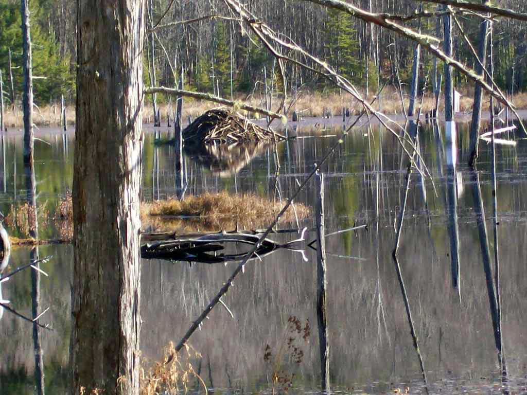 Beavers Western Maine