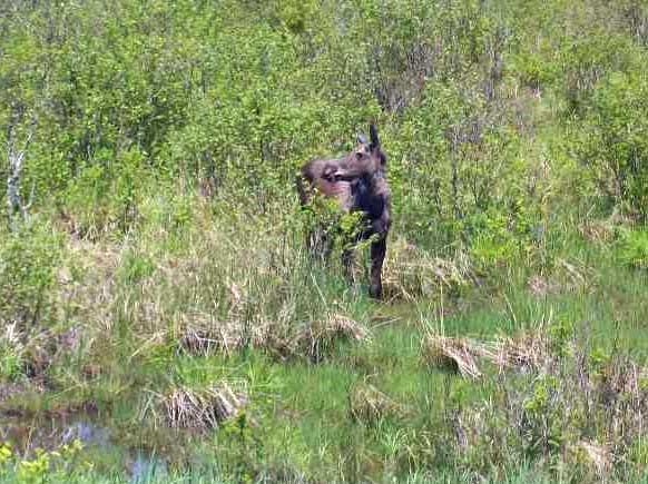Maine Moose in field